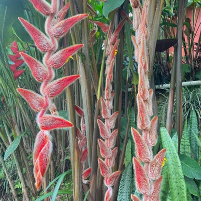 Bees Plant Hub Heliconia Vellerigera Flowering Live Plant