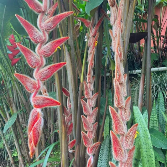 Bees Plant Hub Heliconia Vellerigera Flowering Live Plant