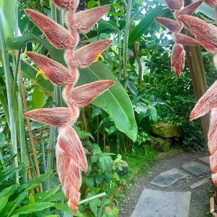 Bees Plant Hub Heliconia Vellerigera Flowering Live Plant