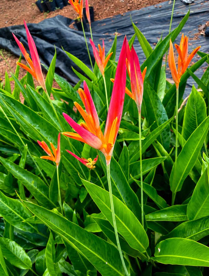 Bees Plant Hub Heliconia Fire Flash (Heliconia densiflora) Flowering Live Plant