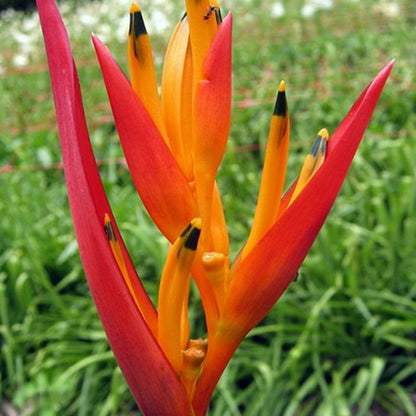 Bees Plant Hub Heliconia Fire Flash (Heliconia densiflora) Flowering Live Plant