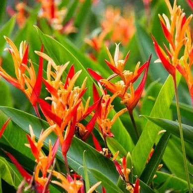 Bees Plant Hub Heliconia Fire Flash (Heliconia densiflora) Flowering Live Plant