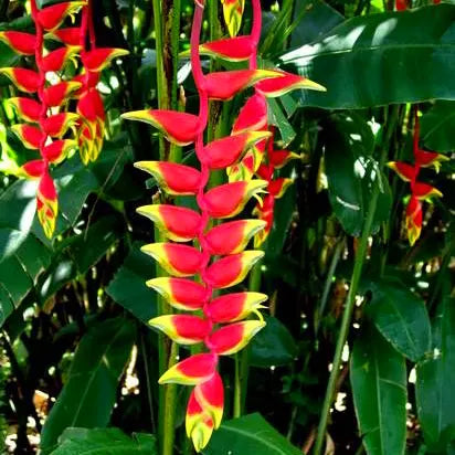 Bees Plant Hub Heliconia Rostrata Flowering Live Plant