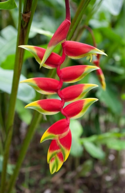 Bees Plant Hub Heliconia Rostrata Flowering Live Plant