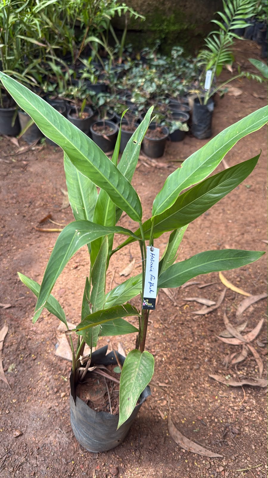 Bees Plant Hub Heliconia Fire Flash (Heliconia densiflora) Flowering Live Plant