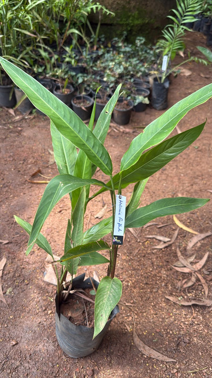 Bees Plant Hub Heliconia Fire Flash (Heliconia densiflora) Flowering Live Plant