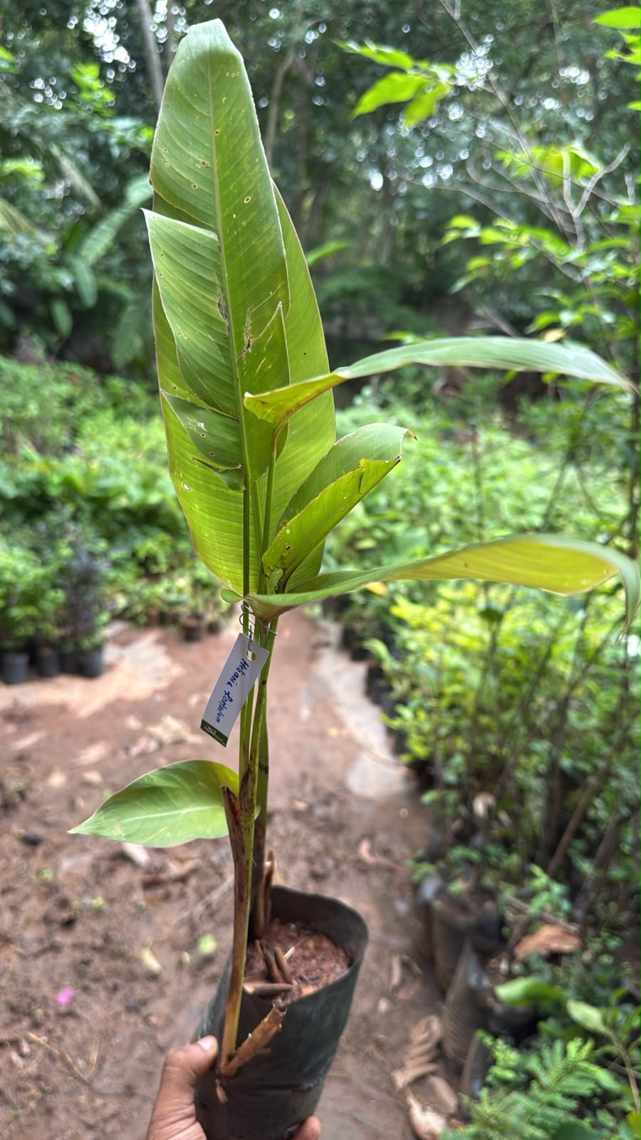 Bees Plant Hub Heliconia Rostrata Flowering Live Plant