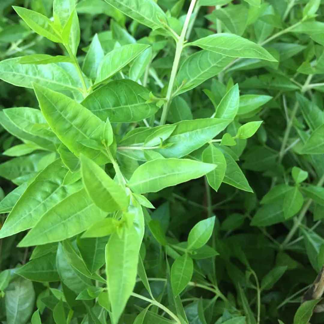 Henna / Mehendi (Maruthani) Live Plant