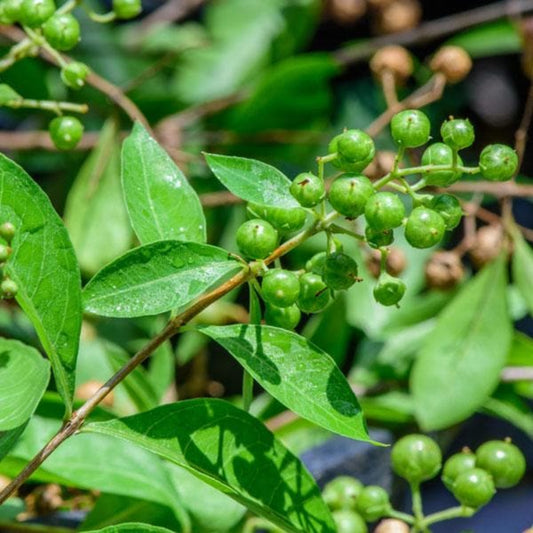 Bees Plant Hub Henna / Mehendi (Maruthani) Live Plant