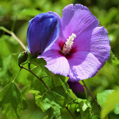 Purple Hibiscus Live Plant