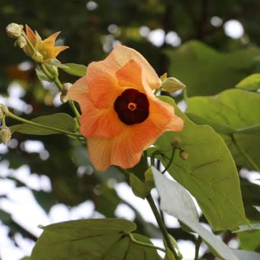 Bees Plant Hub Hibiscus tiliaceus (Sea Hibiscus) Flowering Live Plant with Varigated Leaves