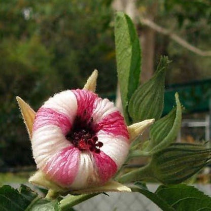 Bees Plant Hub Hibiscus Heterophyllus (MALVACEAE) Flowering Live Plant