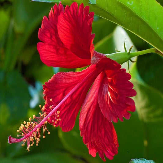Bees Plant Hub Hibiscus Red Desi Flowering Live Plant