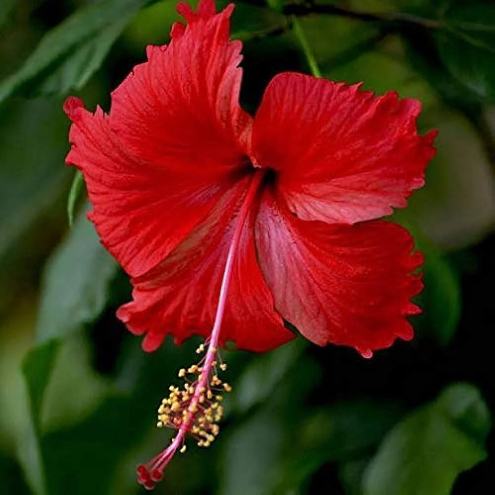 Bees Plant Hub Hibiscus Red Desi Flowering Live Plant