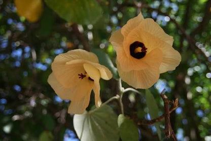 Bees Plant Hub Hibiscus tiliaceus (Sea Hibiscus) Flowering Live Plant with Varigated Leaves