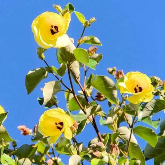 Bees Plant Hub Hibiscus Tiliaceus (Sea Hibiscus) Flowering Live Plant with Green Leaves