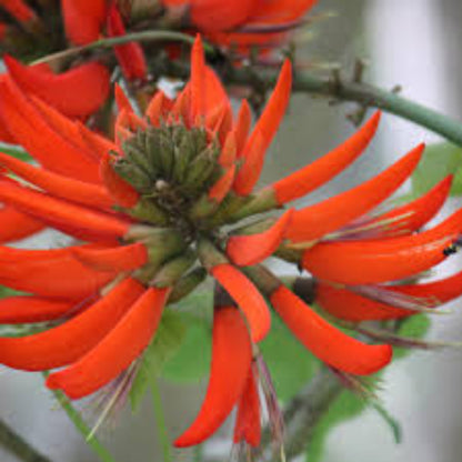 Bees Plant Hub Himalayan Coral Tree (Erythrina arborescens) Flowering Live Plant