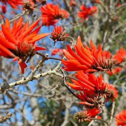 Bees Plant Hub Himalayan Coral Tree (Erythrina arborescens) Flowering Live Plant