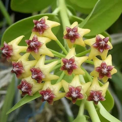 Bees Plant Hub Hoya Densiflora Flowering Plant