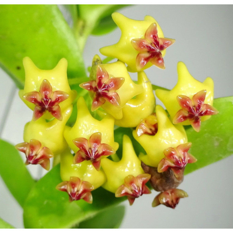 Bees Plant Hub Hoya Densiflora Flowering Plant