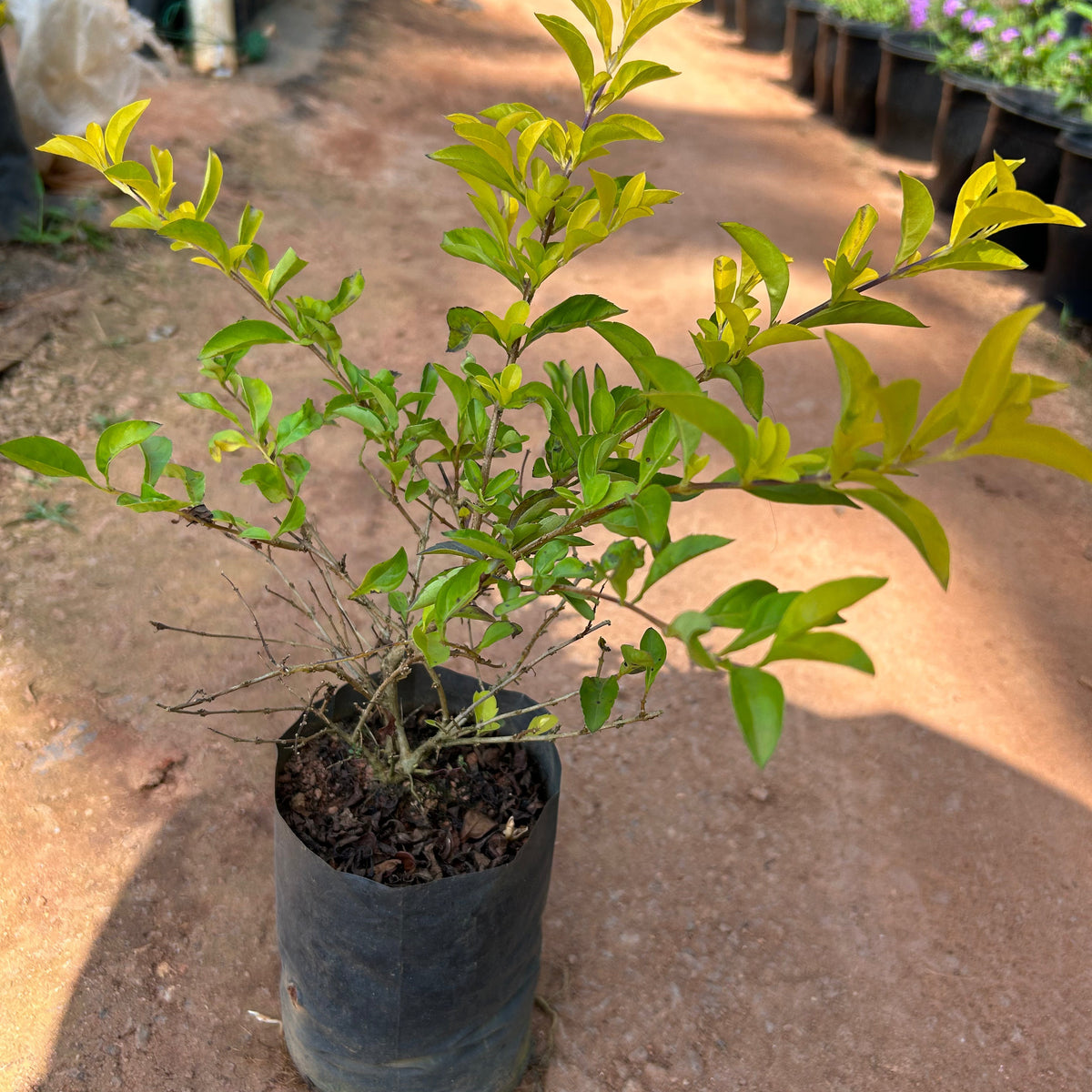 Bees Plant Hub Duranta Erecta Purple Flower with Yellow (Gold Mound) Leaves Ornamental Live Plant