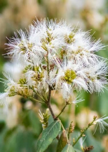 Bees Plant Hub Ice Cream Bean Live Plant (Inga Edulis)