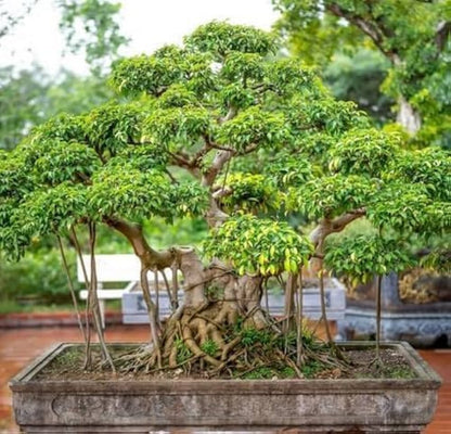 Bees Plant Hub Indian Banyan Tree Bonsai (Ficus Benghalensis) Indoor Live Plant