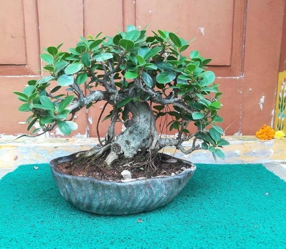 Bees Plant Hub Indian Banyan Tree Bonsai (Ficus Benghalensis) Indoor Live Plant