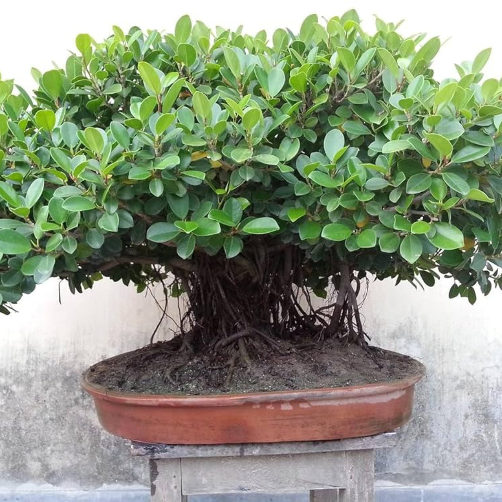Bees Plant Hub Indian Banyan Tree Bonsai (Ficus Benghalensis) Indoor Live Plant