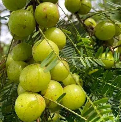 Bees Plant Hub Indian Gooseberry Grafted Live Plant (Phyllanthus emblica)