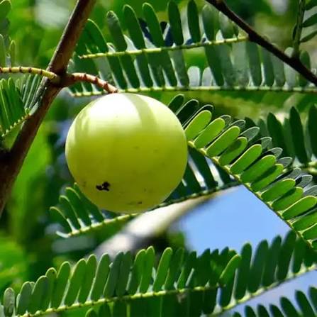 Bees Plant Hub Indian Gooseberry Grafted Live Plant (Phyllanthus emblica)