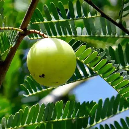 Bees Plant Hub Indian Gooseberry Grafted Live Plant (Phyllanthus emblica)