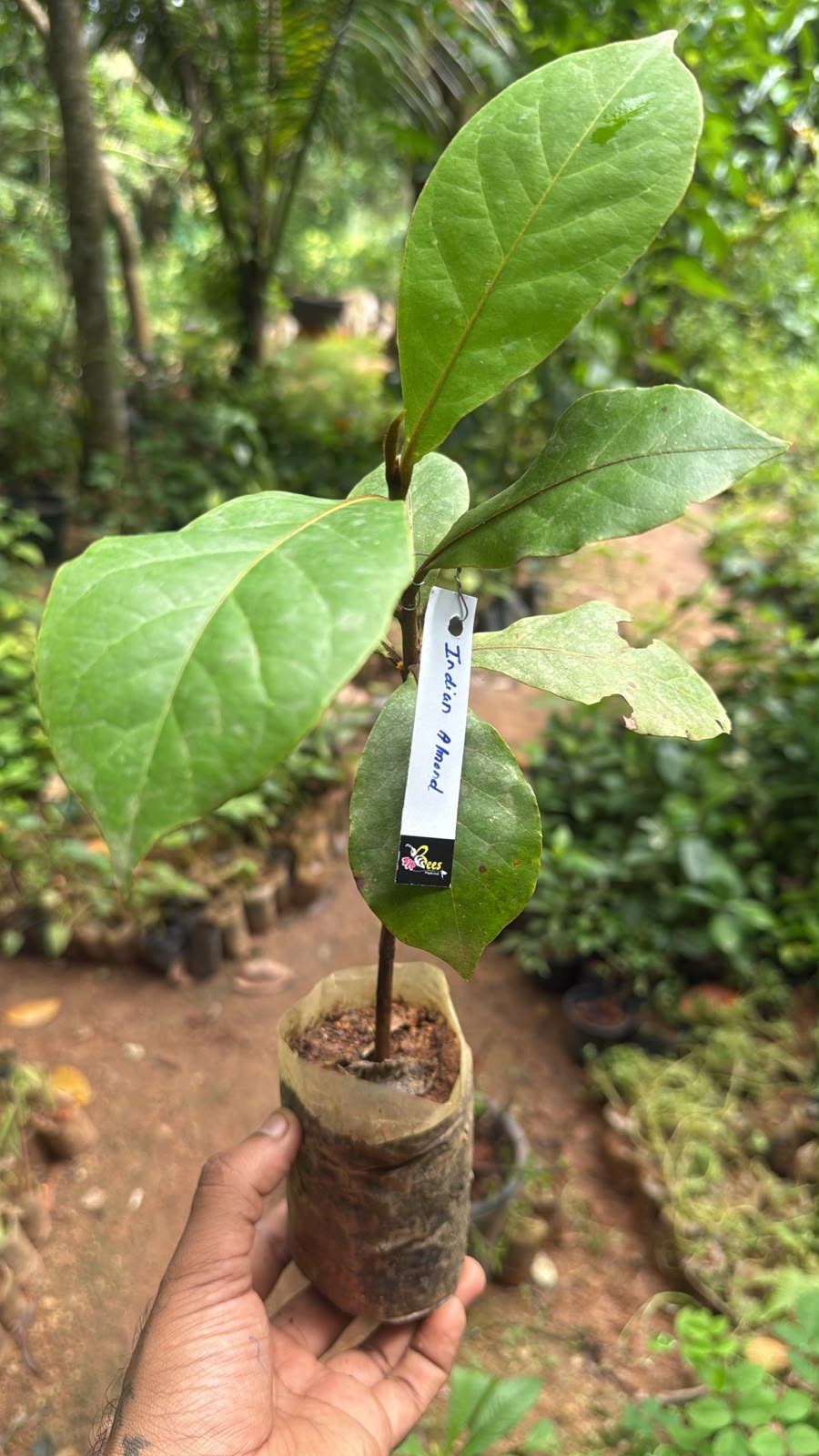 Bees Plant Hub Indian Almond / Badam (Terminalia catappa) Fruit Live Plant