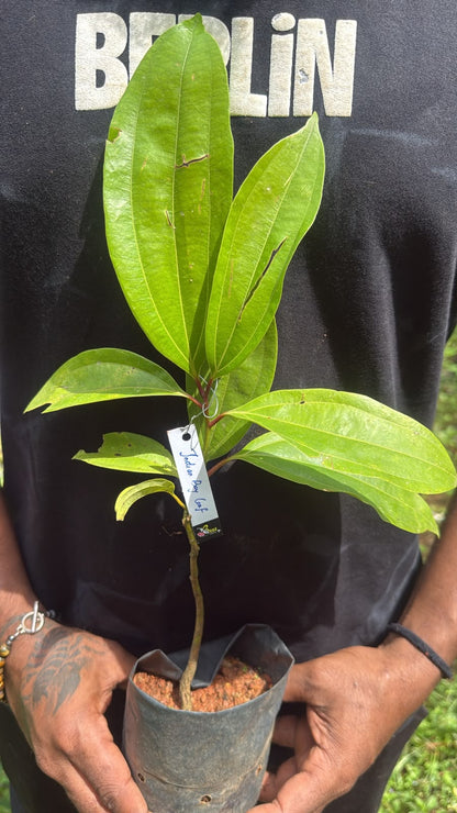 Bees Plant Hub Indian Bay Leaf - Vayana- Aromatic Medicinal Live Plant