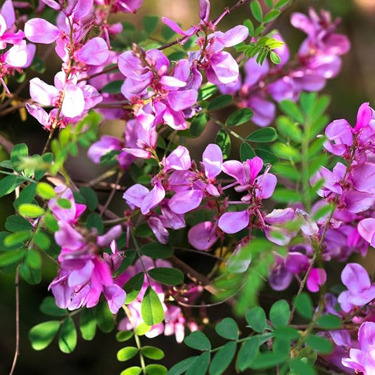 Bees Plant Hub Indigo/ Neela Amari (Indigofera tinctoria) Live Plant