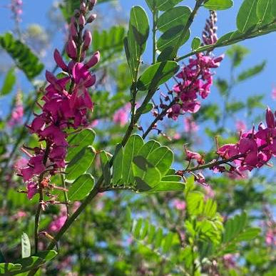 Bees Plant Hub Indigo/ Neela Amari (Indigofera tinctoria) Live Plant