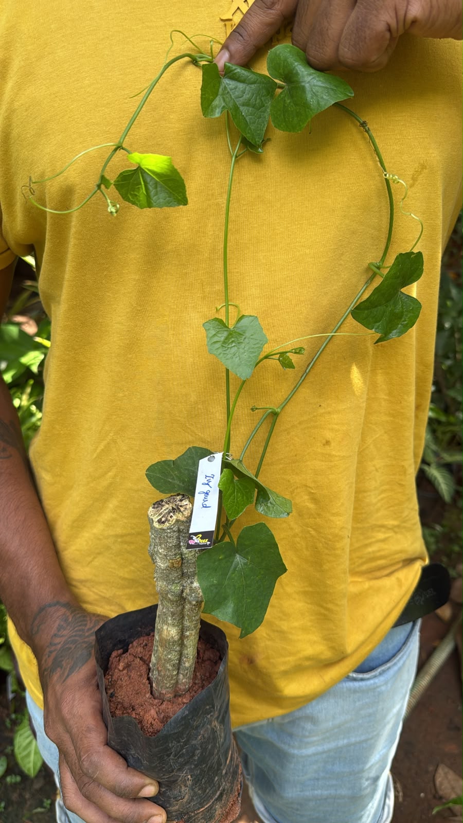 Bees Plant Hub Ivy Gourd (Coccinia grandis) Medicinal Live Plant