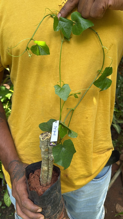 Bees Plant Hub Ivy Gourd (Coccinia grandis) Medicinal Live Plant