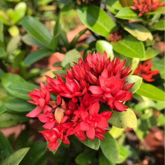 Bees Plant Hub Ixora Double Petal Rare All Time Flowering Live Plant