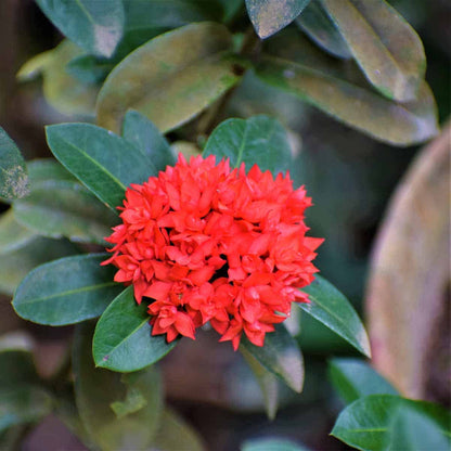 Bees Plant Hub Ixora Double Petal Rare All Time Flowering Live Plant
