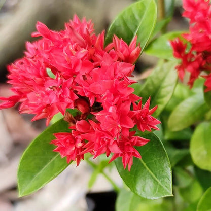 Bees Plant Hub Ixora Double Petal Rare All Time Flowering Live Plant