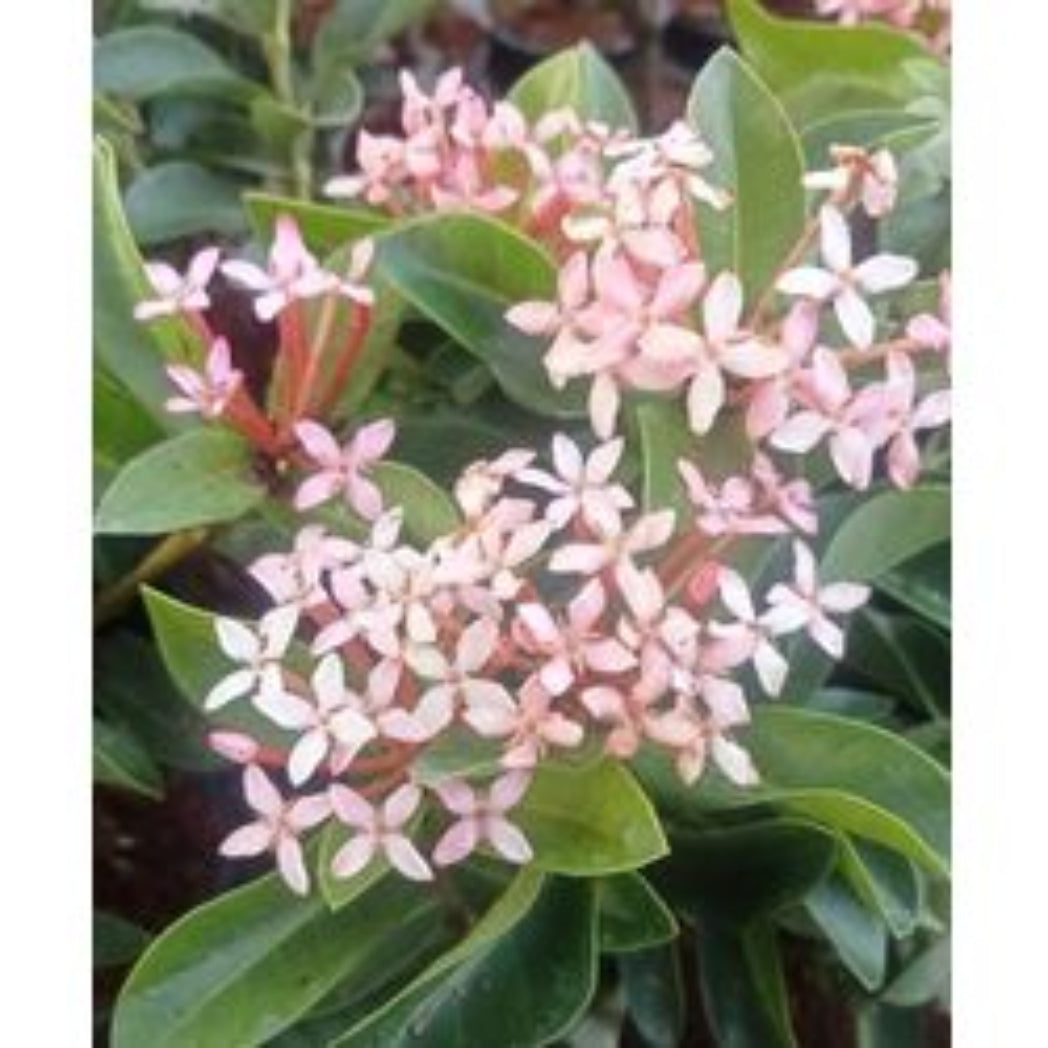 Bees Plant Hub Ixora Light Pink Rare All Time Flowering Live Plant