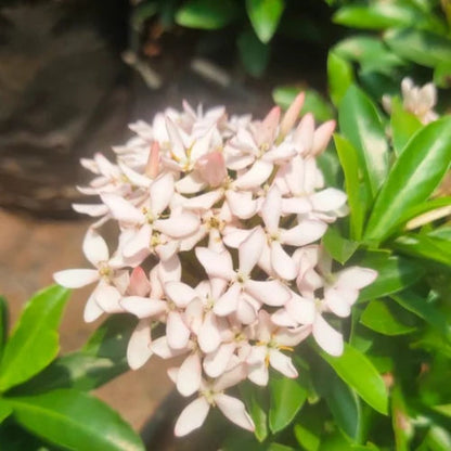 Bees Plant Hub Ixora Light Pink Rare All Time Flowering Live Plant