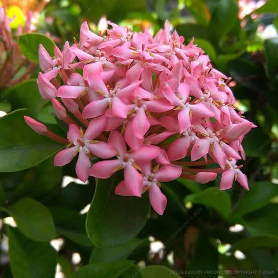 Bees Plant Hub Ixora Pink All Time Flowering Live Plant