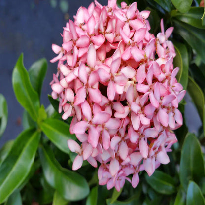 Bees Plant Hub Ixora Pink All Time Flowering Live Plant