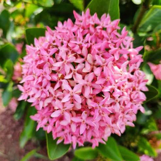 Bees Plant Hub Ixora Pink All Time Flowering Live Plant
