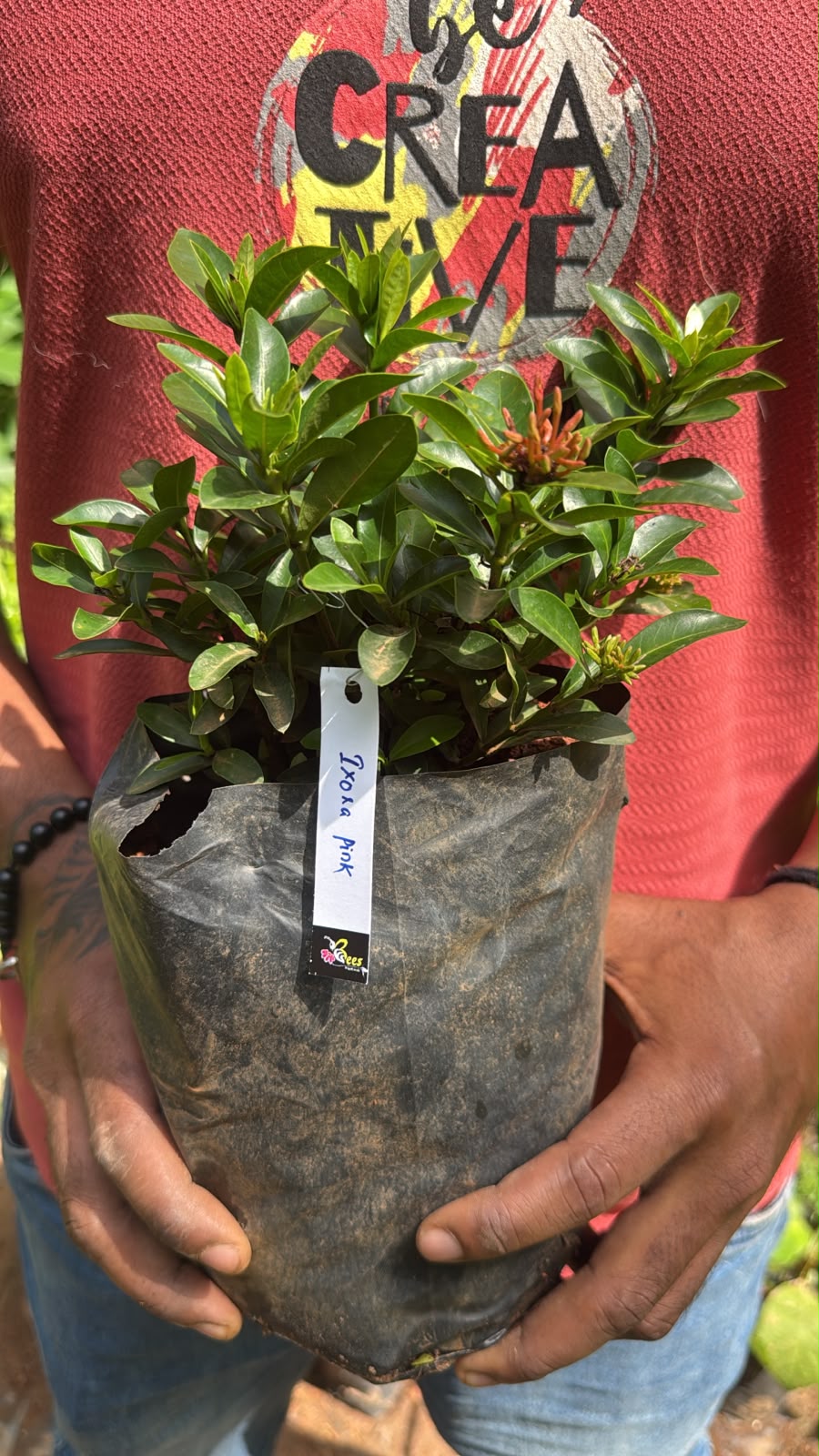 Bees Plant Hub Ixora Pink All Time Flowering Live Plant