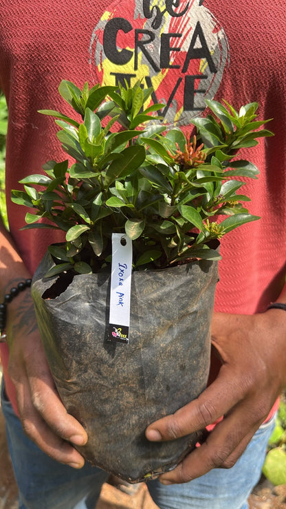 Bees Plant Hub Ixora Pink All Time Flowering Live Plant