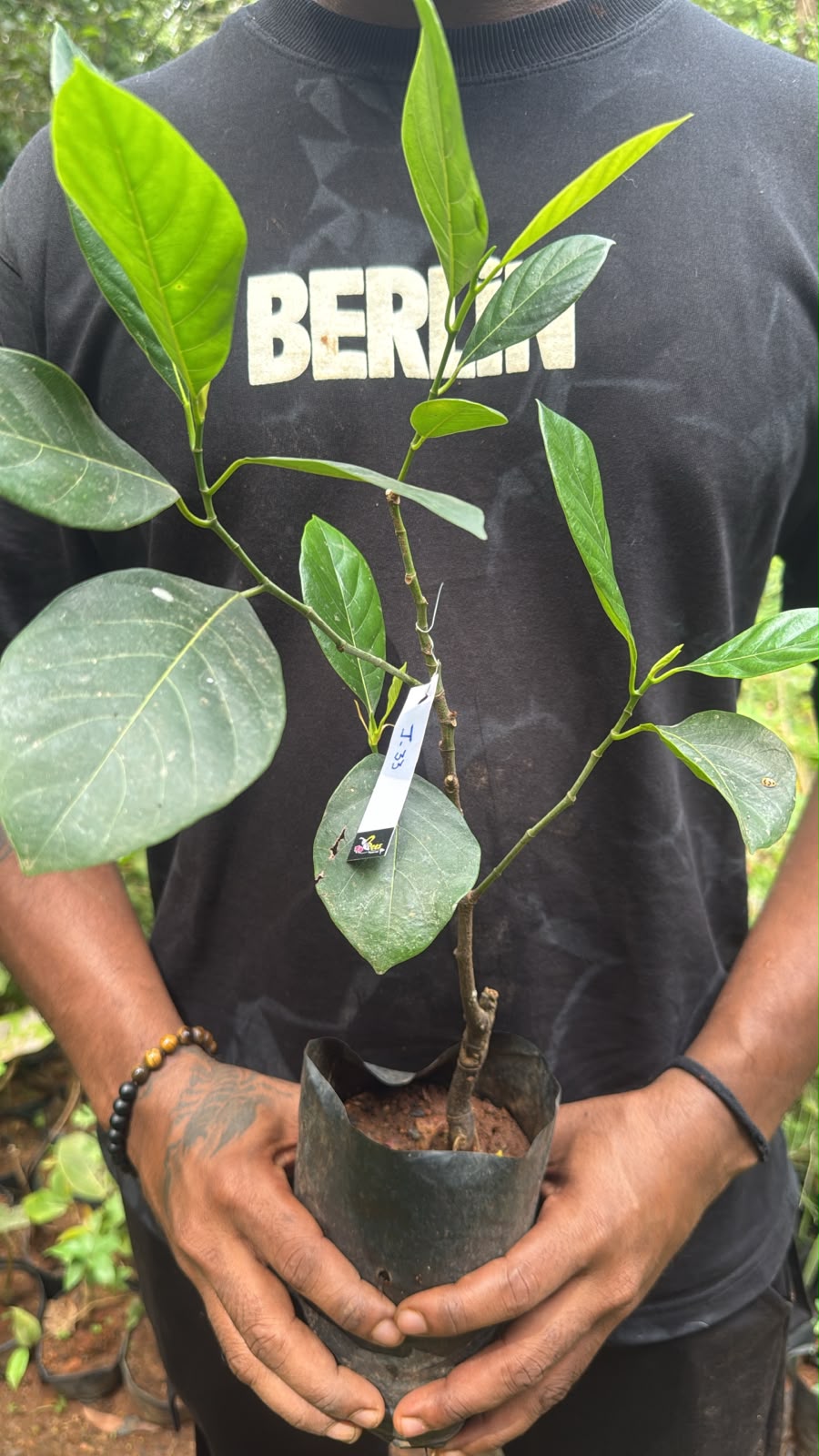 Bees Plant Hub J33 Jackfruit / Malaysian Jackfruit Live plant