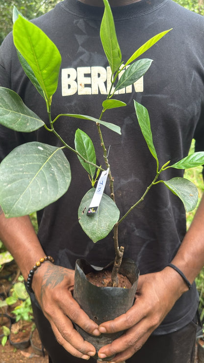 Bees Plant Hub J33 Jackfruit / Malaysian Jackfruit Live plant